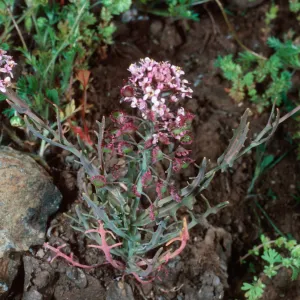 Thysanocarpus conchuliferus, upper West fork, Orizaba Canyon, Santa Cruz Island