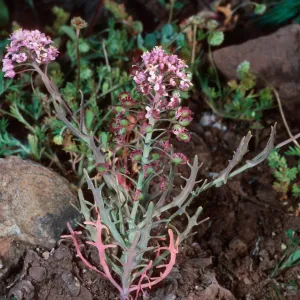 Thysanocarpus conchuliferus, upper West fork, Orizabva Canyon, Santa Cruz Island