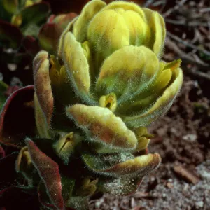 Castilleja mollis, Carrington Point, Santa Rosa Island