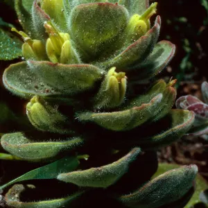 Castilleja mollis, Carrington Point pasture, Santa Rosa Island