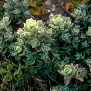 Castilleja mollis, Carrington Point, Santa Rosa Island