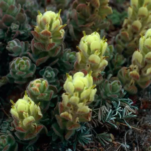 Castilleja mollis, West side of Carrington Point, Santa Rosa Island