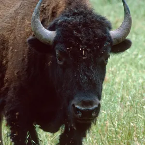 bison, Cottonwood Canyon, Catalina Island