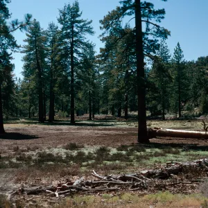 meadow #2, Yellowjacket Campground