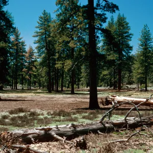 meadow #2, looking west, Yellowjacket Campground