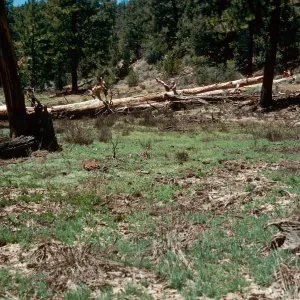 meadow #2, Northeast end, Yellowjacket Campground
