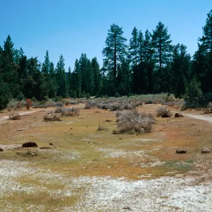 meadow #1, looking West, Yellowjacket Campground
