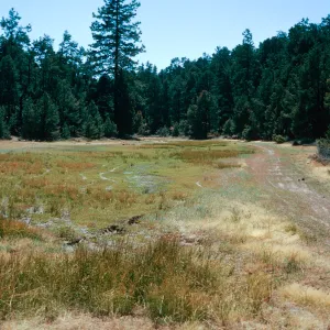 East end of meadow #1, looking West, Yellowjacket Campground
