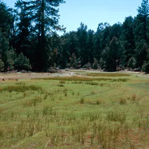 East end of meadow #1, looking West, Yellowjacket Campground