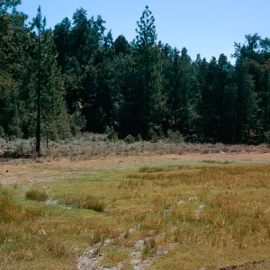 East end of meadow #1, Yellowjacket Campground