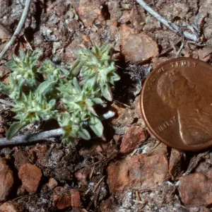 Evax, meadow #1, Yellowjacket Campground