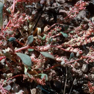 Calyptridium, meadow #1, Yellowjacket Campground