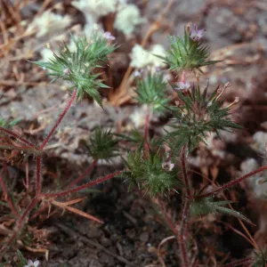 Navarretia, meadow #1, Yellowjacket Campground