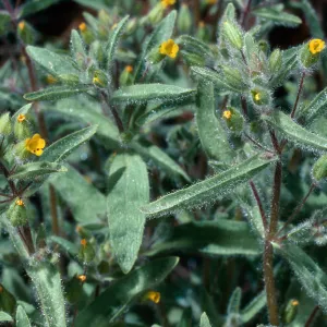 Mimulus pilosus, meadow #1, Yellowjacket Campground