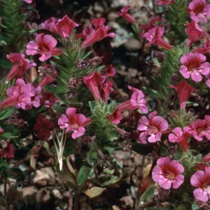 Mimulus, meadow #3, Yellowjacket Campground
