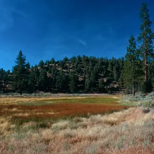 brown= Eleocharis, looking East, meadow #3, Yellowjacket Campground