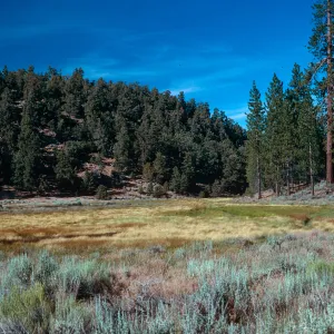 meadow #3, looking Northeast, Yellowjacket Campground