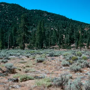 North arm of meadow #3, Yellowjacket Campground