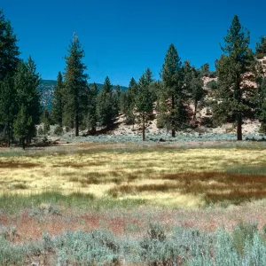 West end of meadow #3, looking North, Yellowjacket Campground