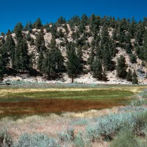 brown=Eleocharis, meadow #3, looking North, Yellowjacket Campground