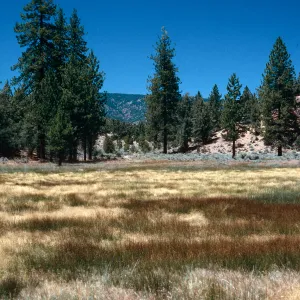 brown=Eleocharis, meadow #3, looking North, Yellowjacket Campground
