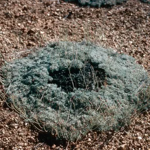 Eriogonum wrightii, North arm of meadow #3, Yellowjacket Campground