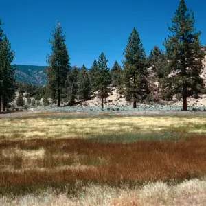 brown=Eleocharis, meadow #3, looking North Yellowjacket Campground