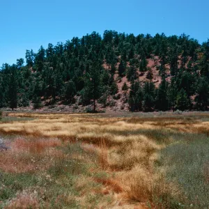 tan=Deschampsia danthonioides, meadow #3, looking West, Yellowjacket Campground