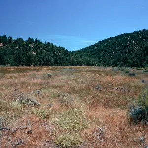 meadow #4, looking East, Yellowjacket Campground