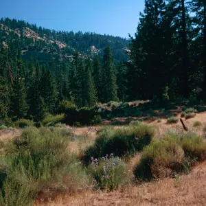 Yellowjacket Trail, Ventura County