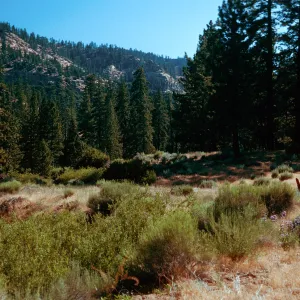 Yellowjacket Trail, Ventura County
