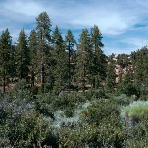 Yellowjacket Campground