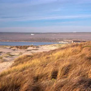 Ammophila arenaria, dunes at Surf, looking North, Santa Ynez River, Santa Barbara County