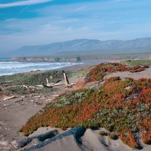 just North of Point Piedras Blancas lighthouse, San Luis Obispo County