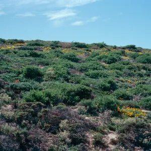 Eschscholzia californica maritima, stabilized dunes, North of Point Conception, Santa Barbara County