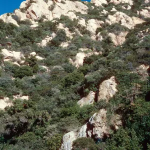 above Seven Falls, Mission Canyon, Santa Barbara County