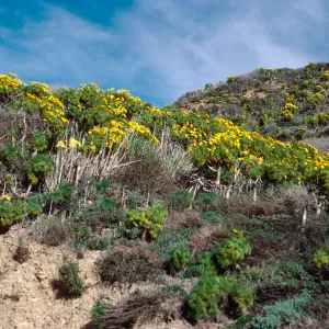 Coreopsis gigantea, Point Sal, Santa Barbara County