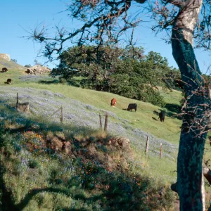 San Luis Obispo County