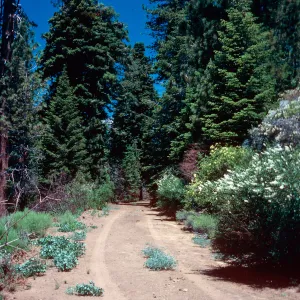 Thermopsis, Prunus virginiana, Big Pine Mountain, Santa Barbara County