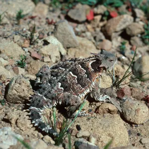 Horned Lizard, Lake Cachuma burn, Santa Barbara County
