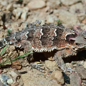 Horned Lizard, Lake Cachuma burn, Santa Barbara County