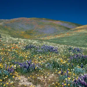 Ralph Philbrick, Gorman