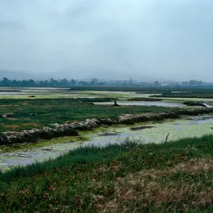 Carpinteria Slough, Santa Barbara County