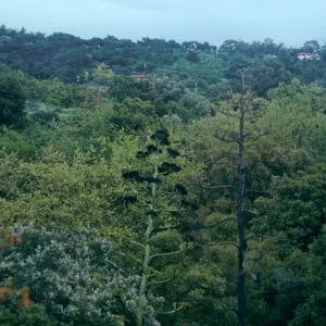 view from dining room, 1140 Tunnel road, Santa Barbara