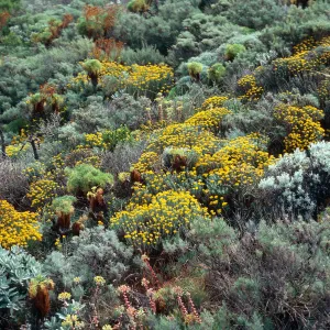 Eriophyllum, Haplopappus, Artemisia californica, onshore slopes, just East of West terrace, West Anacapa Island