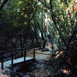 Umbellularia Woodland, trail to falls, Nojoqui Falls County Park, Santa Barbara County