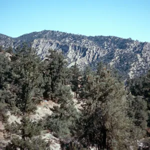Pinus monophylla, Lockwood Valley, San Emigdio Mountains, Ventura County
