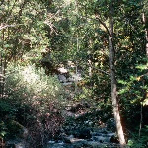 Big Creek Reserve, Monterey County
