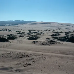 ORV damage, Guadalupe Dunes, South of mouth of Santa Maria River, Santa Barbara County