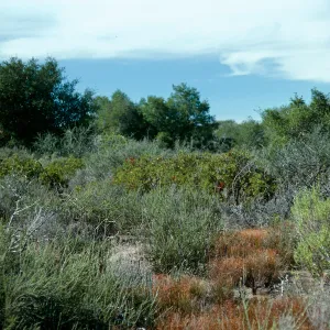 Chaparral, just West of Rucker Road, Burton Mesa, Santa Barbara County